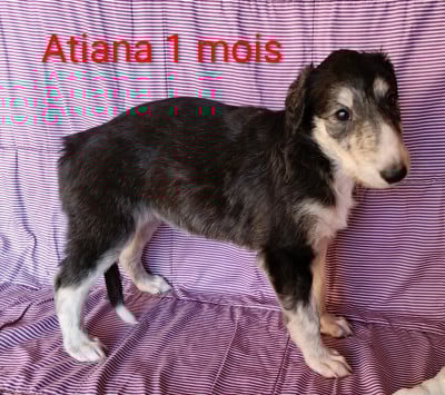 Les chiots de Barzoi