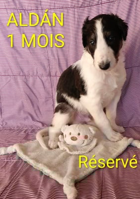 Les chiots de Barzoi