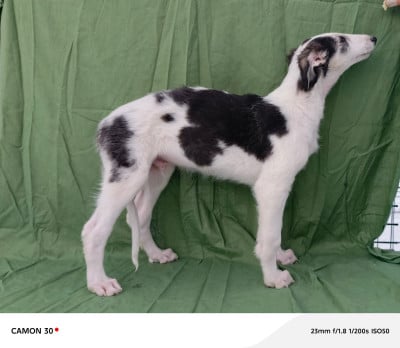 Les chiots de Barzoi