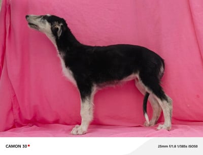 Les chiots de Barzoi