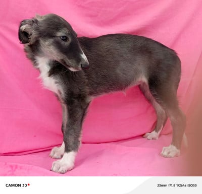 Les chiots de Barzoi