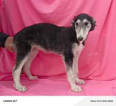 Les chiots de Barzoi