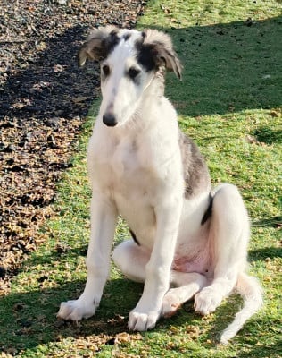 Les chiots de Barzoi