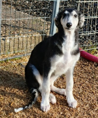 Les chiots de Barzoi