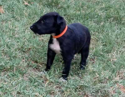 Les chiots de Barzoi