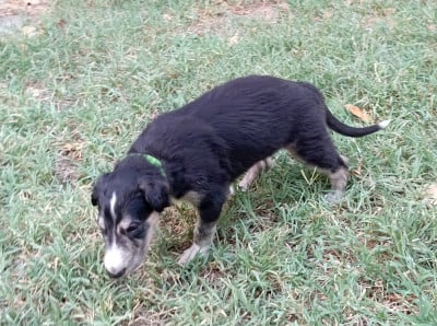 Les chiots de Barzoi