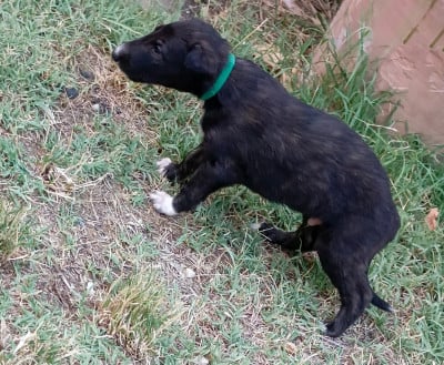 Les chiots de Barzoi