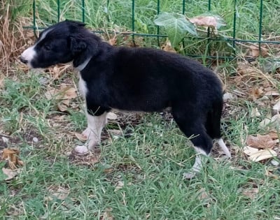 Les chiots de Barzoi