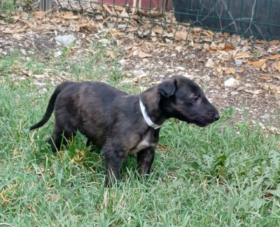 Les chiots de Barzoi