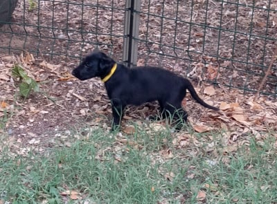Les chiots de Barzoi