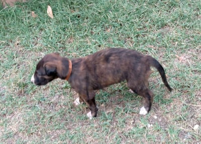 Les chiots de Barzoi