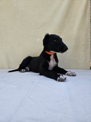Les chiots de Barzoi