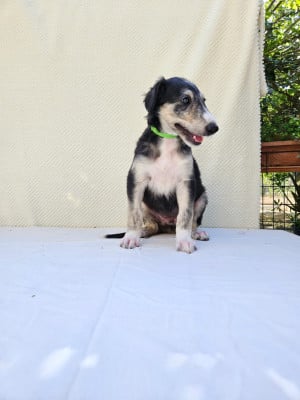 Les chiots de Barzoi