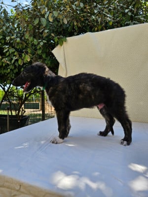 Les chiots de Barzoi