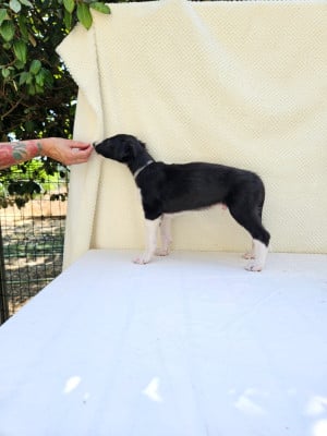 Les chiots de Barzoi
