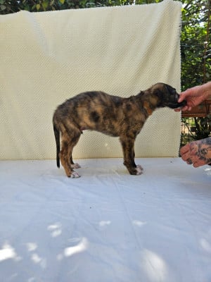 Les chiots de Barzoi