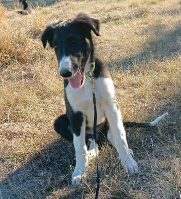 Les chiots de Barzoi