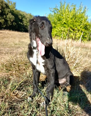 Les chiots de Barzoi