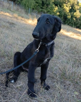Les chiots de Barzoi