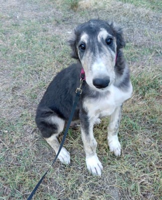 Les chiots de Barzoi