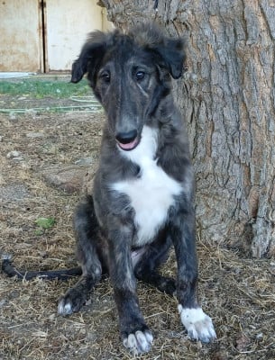 Les chiots de Barzoi