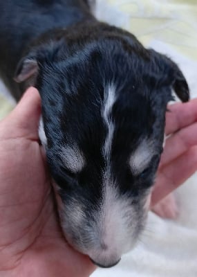 Les chiots de Barzoi