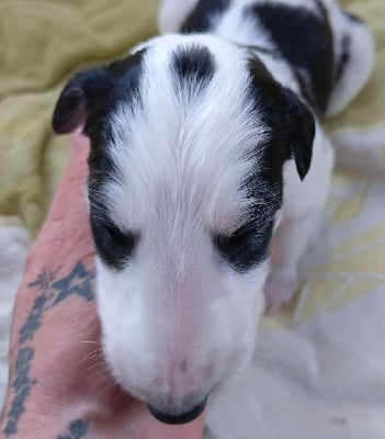 Les chiots de Barzoi