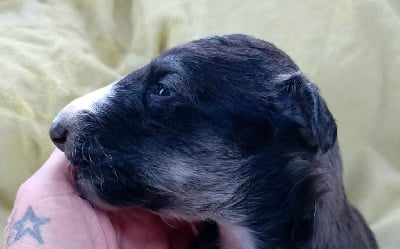 Les chiots de Barzoi