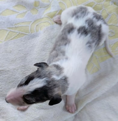 Les chiots de Barzoi