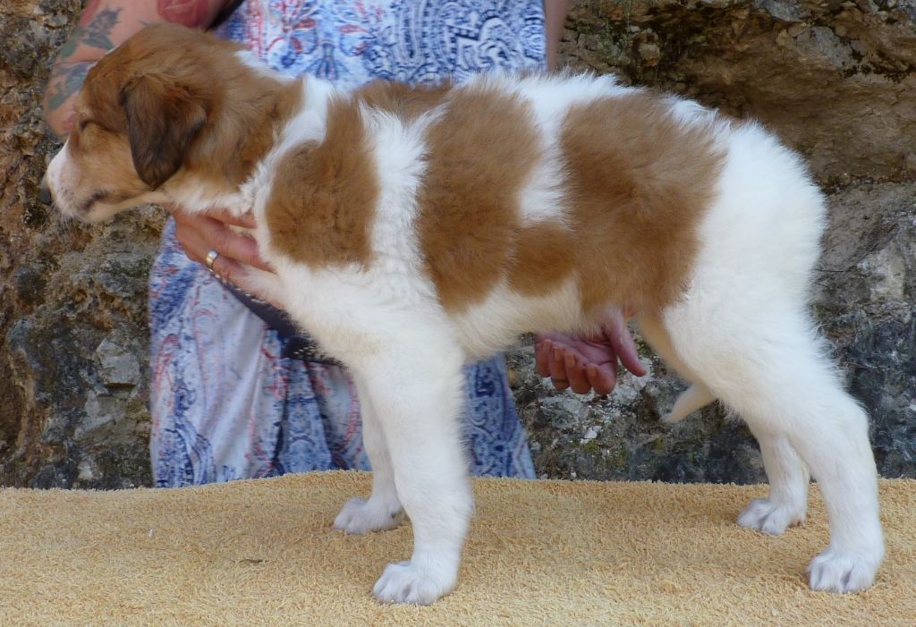 Chiot Barzoi, mâle disponible en Provence Alpes Cote D