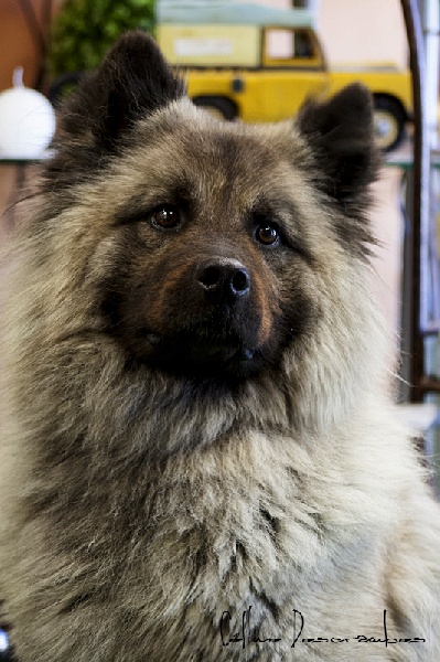 Daisy de chow's de mong ha
