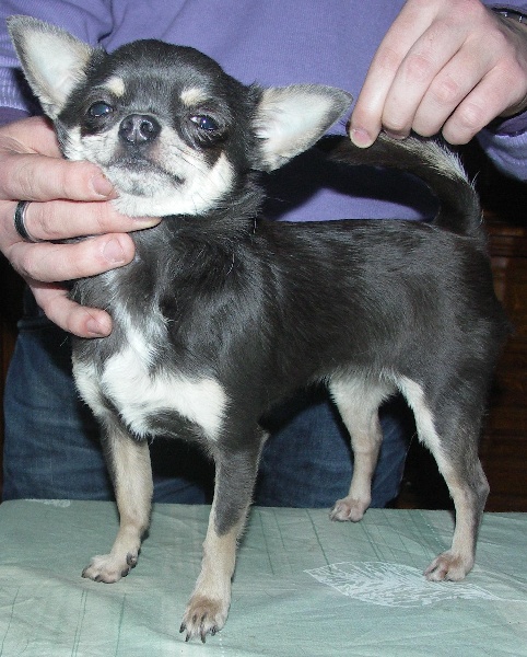 Blue bayou little chinchimex