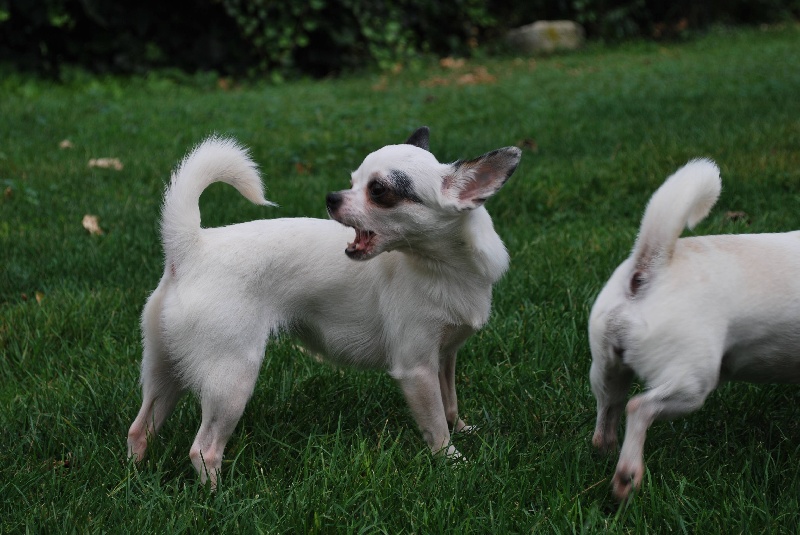 Dédicace-star De Plessibelliere