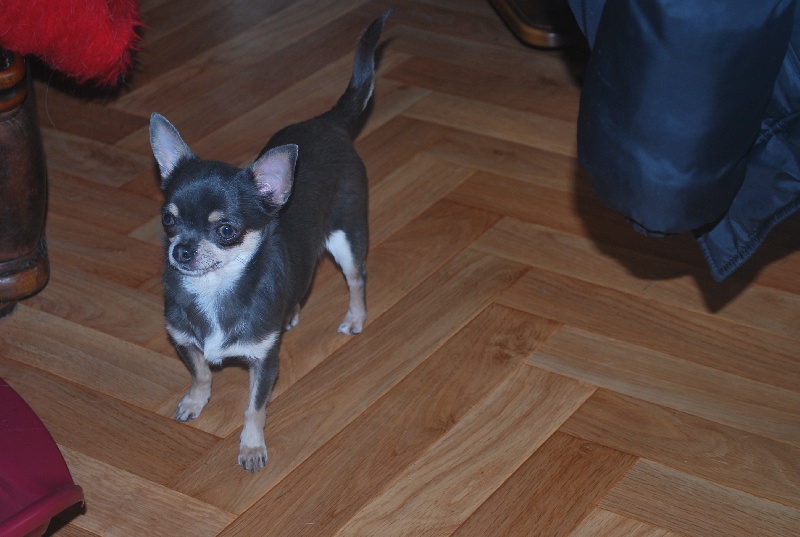 Blue bayou little chinchimex