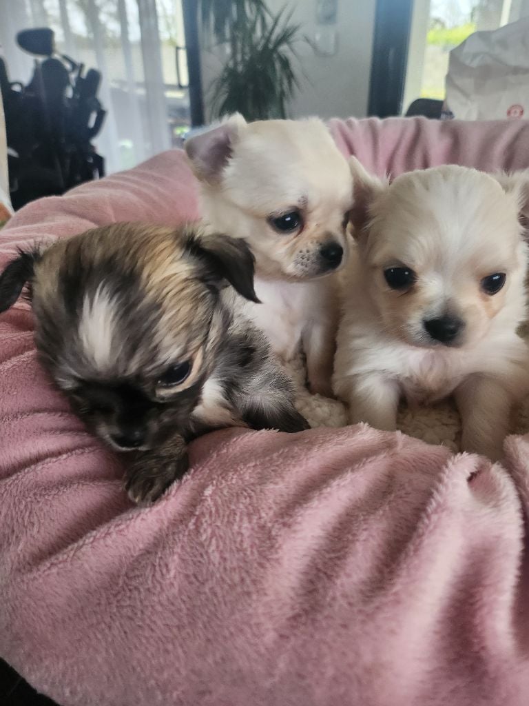 Chihuahua - De Plessibelliere