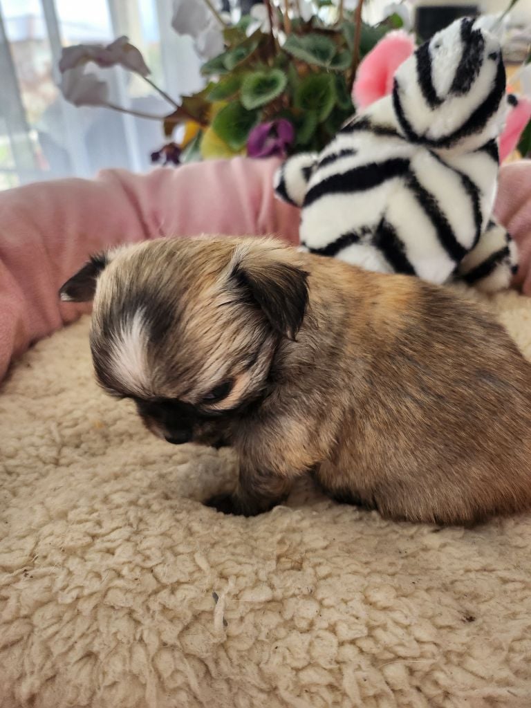 Akira de Plessibellière