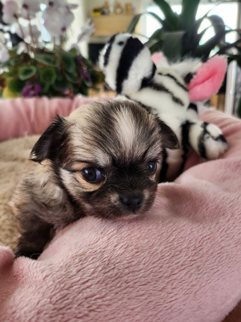 Akira de Plessibellière