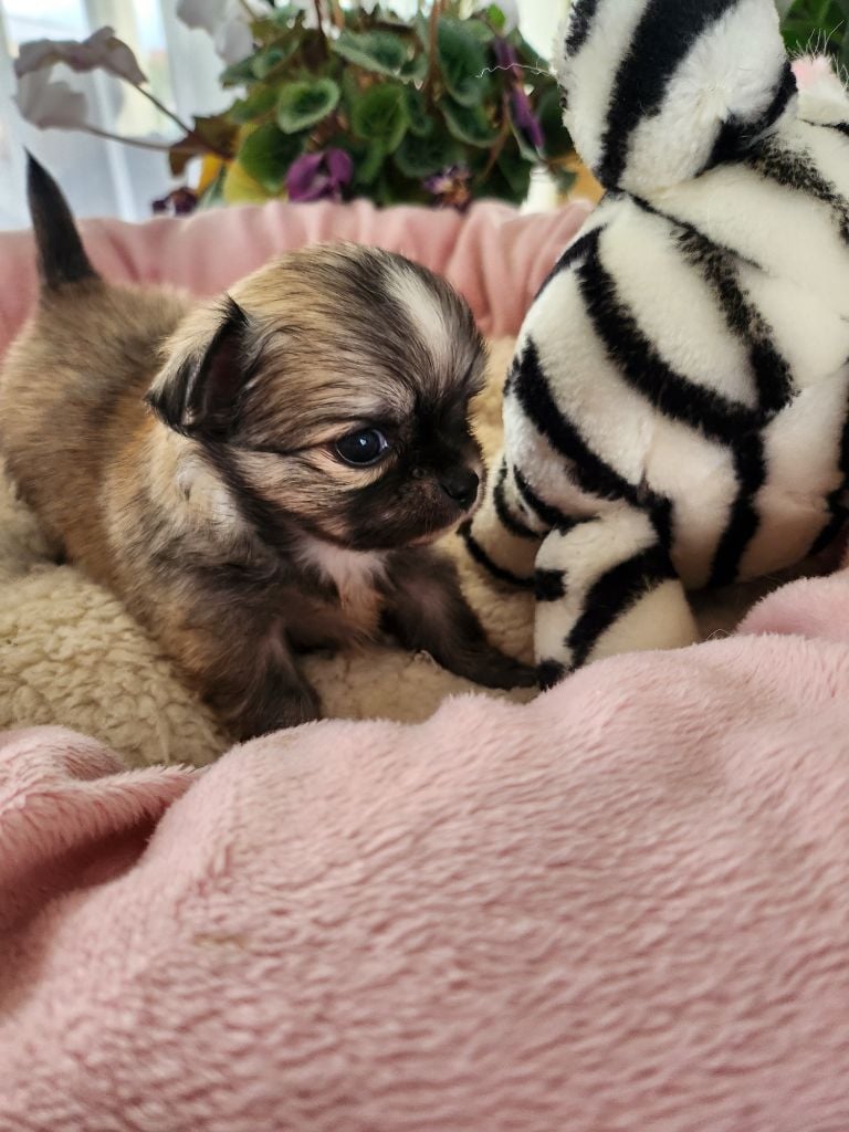 Akira de Plessibellière