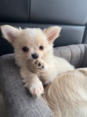 Les chiots de Chihuahua