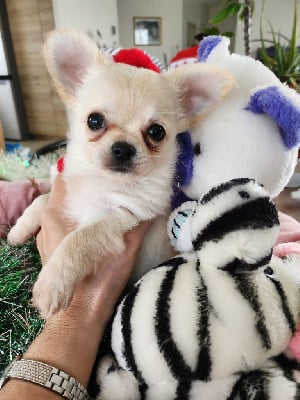 Les chiots de Chihuahua