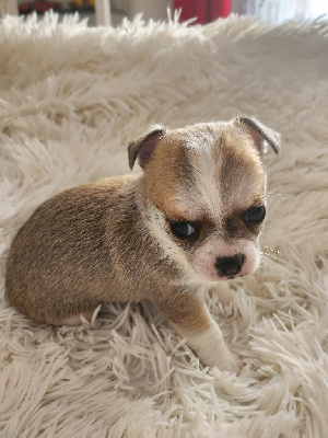 Chihuahua