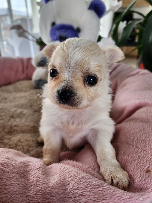 Les chiots de Chihuahua