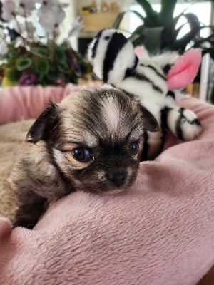 Les chiots de Chihuahua