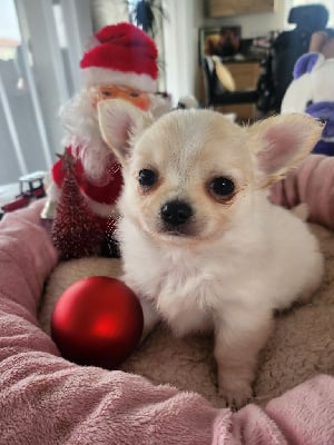 Les chiots de Chihuahua