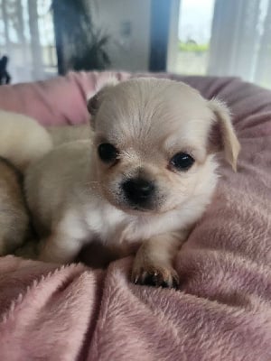 Les chiots de Chihuahua