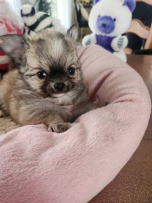 Les chiots de Chihuahua