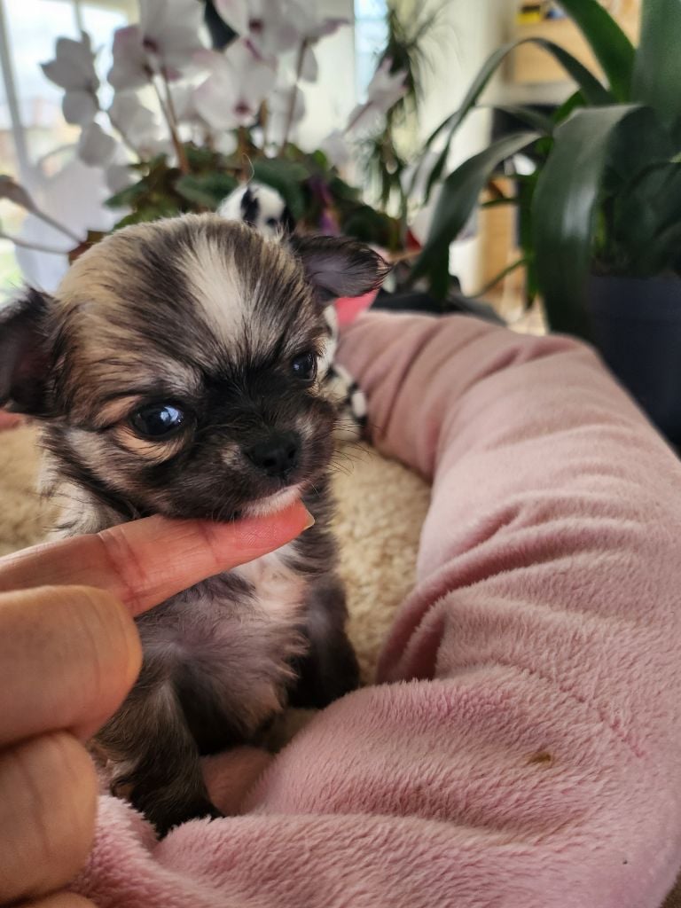 Akira de Plessibellière