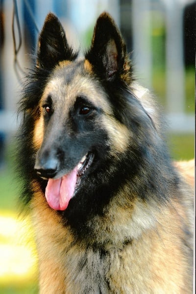 Publication : Du Ribaudeau