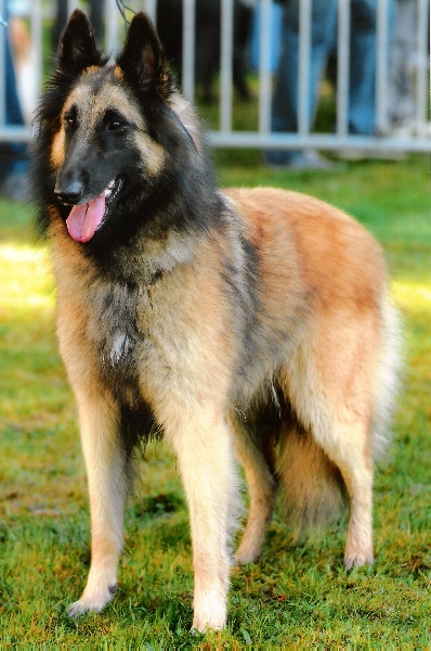 Publication : Du Ribaudeau