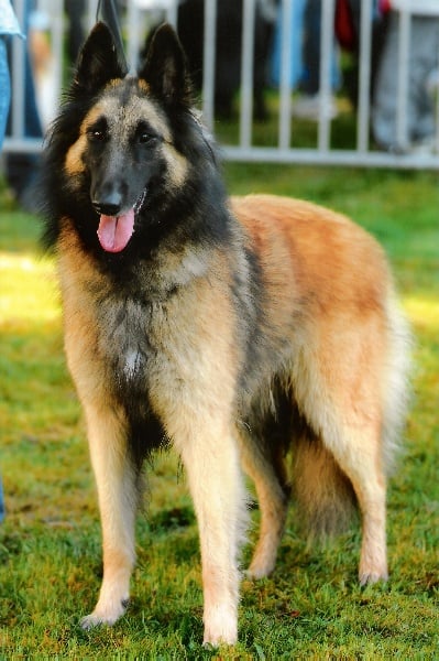 Publication : Du Ribaudeau